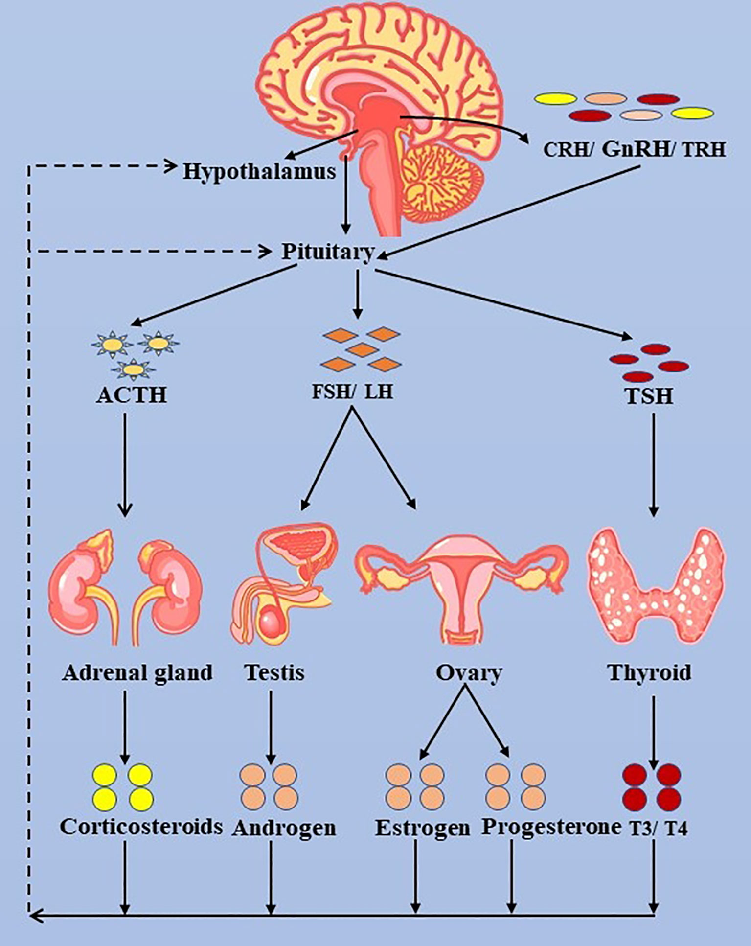 Hormone Therapy for Cancer Patients: Mechanisms, Indications, and Clinical Practice